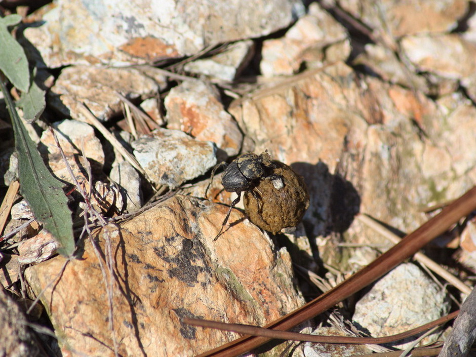 aiuto id: Sisyphus schaefferi & Monochamus sp.